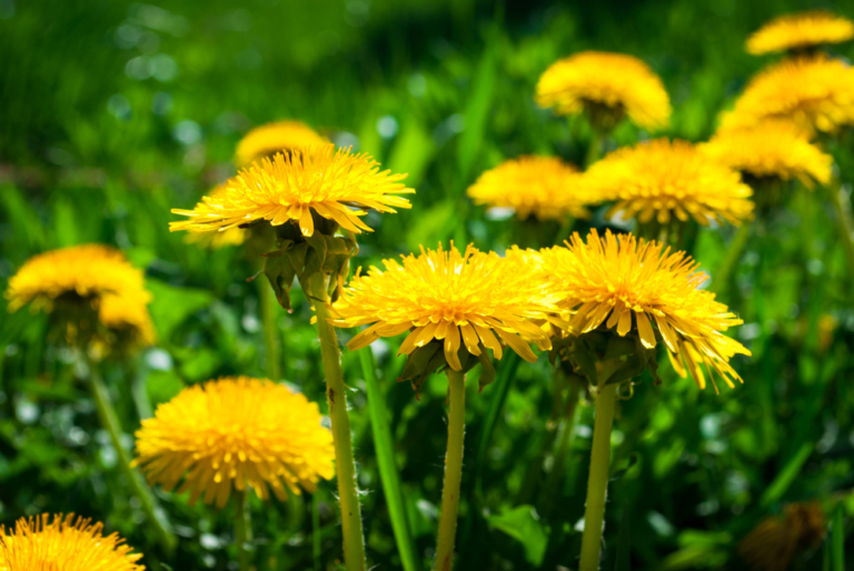 Dandelion Health Benefits