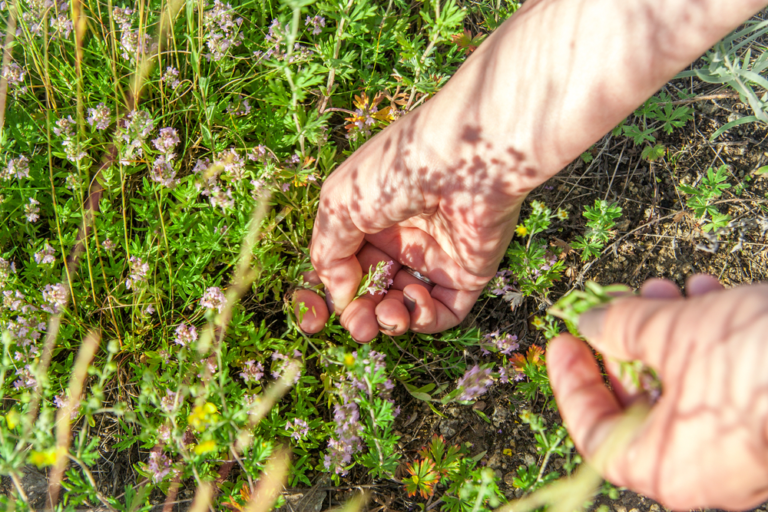 Healing Power of Herbs