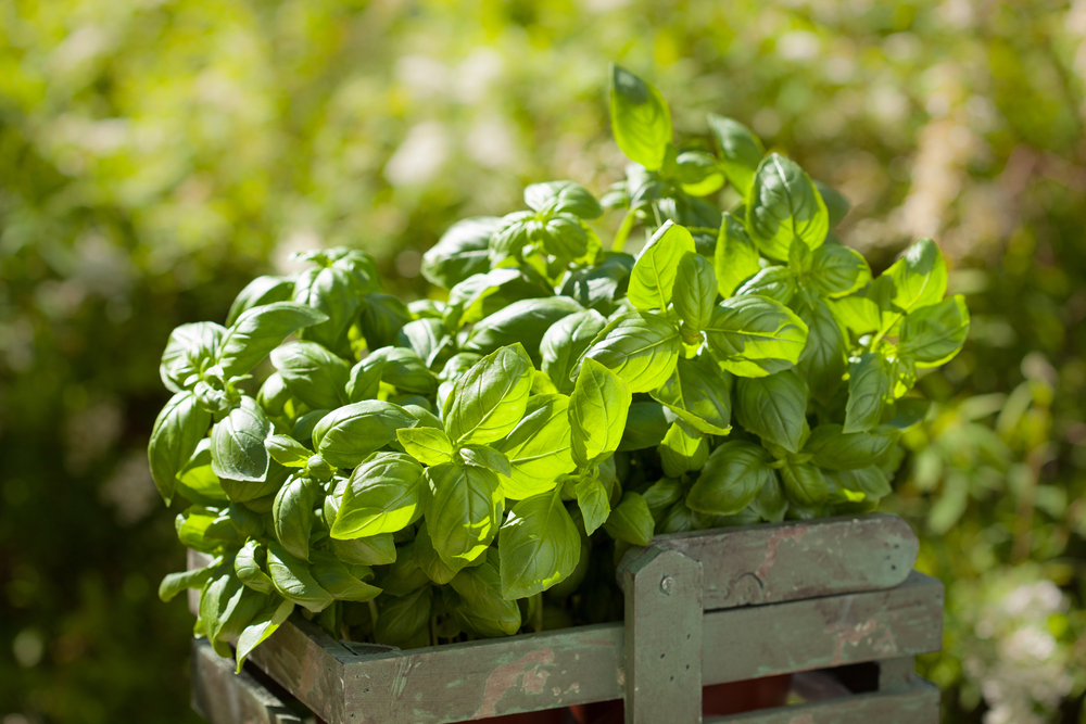 Healing Potential of Basil