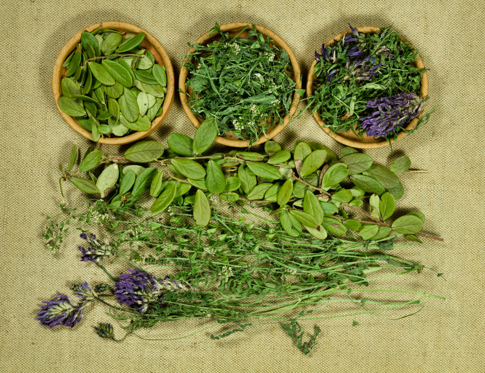 Different Types of Herbs Healing Properties