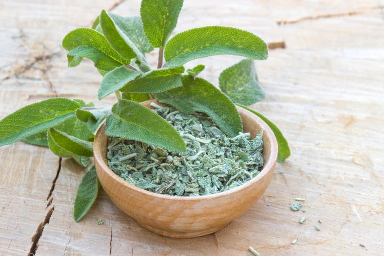 Sage for Digestion Memory